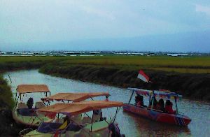 cabut eceng gondok di kampoeng rawa ambarawa