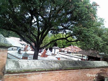 Tempat Ibadah Pemeluk Islam Wektu Telu