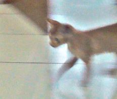 Aduh mau dijewer Emak..kabur ah