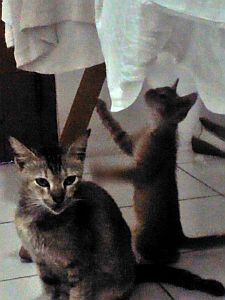 Asyik ada mainan baru