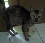 Aku Nori, induknya Nero