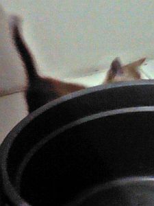 Aku udah sembunyi, Emak ga bisa jewer aku.