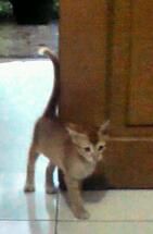 Kenalkan namaku Nero