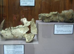 Koleksi Museum Sangiran