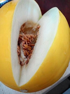 melon2