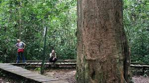 Kayu Ulin Raksasa (sumber: tribunnews.com)