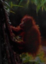 Orang Utan (sumber: buku Lonely Planet)