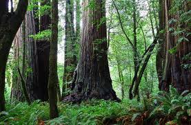 TN Kutai (sumber: republikwisata.info)