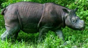 Badak Sumatera (sumber gambar: mongabay.co.id)