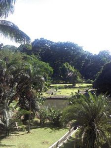 Kebun Raya Bogor juga Asyik untuk Piknik