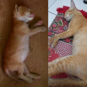 Gaya tidur Mew mirip Nero