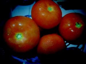 Tomat Beef yang Sedang dan Cantik