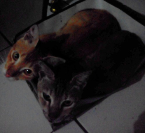Kucing dan kardus
