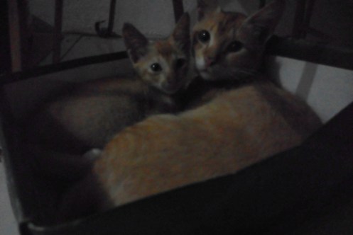 Dua kucing jantan dalam kardus