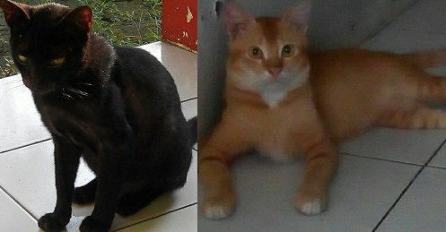Bagheera vs Shere-Kan (Momo Hitam vs Nero)