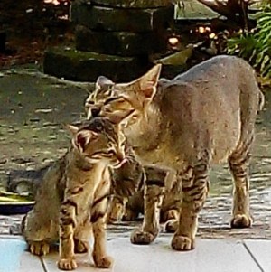 Captor kucing raptor