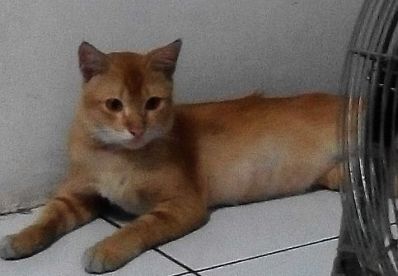 Hobi Memelihara Kucing? Bisa Membuka Jasa Penitipan Kucing