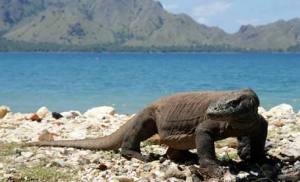 Berkunjung ke rumah komodo di Pulau Rinca (dok.pariwisataalam.com)