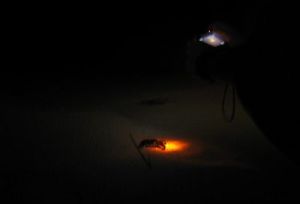 Memotret anak penyu yang dilepas pasti bakal lebih bagus dengan kamera yang canggih.