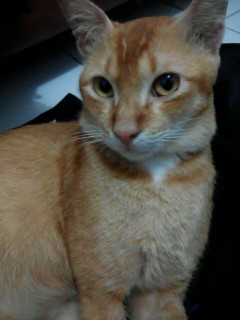 img_20160419_233250-480x640-240x320