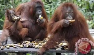 Orangutan Jumlahnya Semakin Menyusut (dok. antaranews)