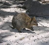 Quokka bisa dijumpai di Pulau Rottnest (gambar wikipedia)