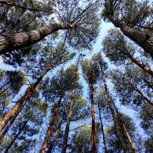Hutan Pinus
