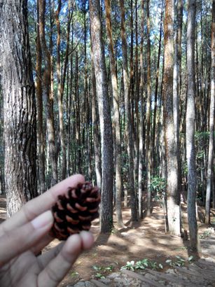 hutan pinus
