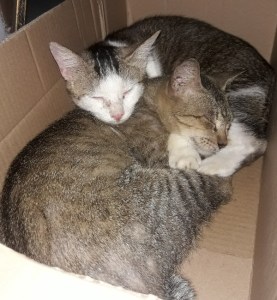 Si mungil dan si coki