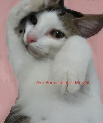 kucing si mungil