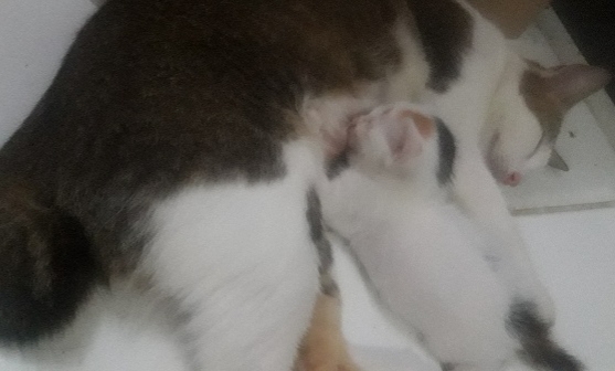 Mak mungil dan cindil