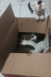 Mak mungil dan cindil