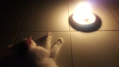 anak kucing