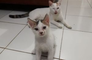 hidup kucing itu keras bung