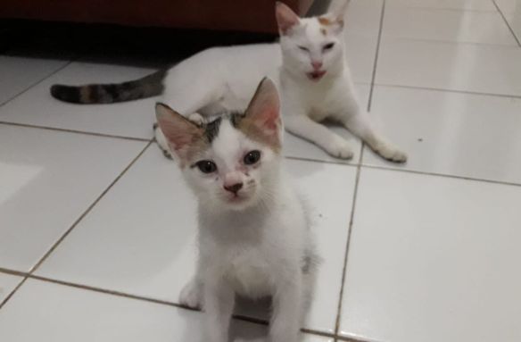 Kucing putih