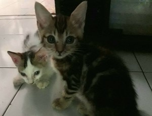 Anak kucing