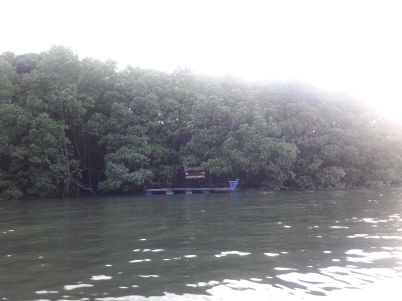 hutan magrove bontang