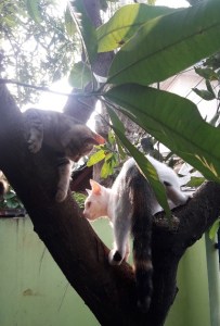 Opal dan pohon mangga