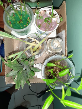 Bertanam dengan media non tanah