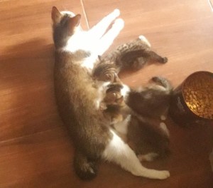 Pank, Ponk, dan Opal