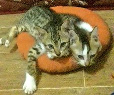 Kucing pong dan opal