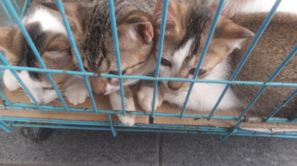 3 kucing