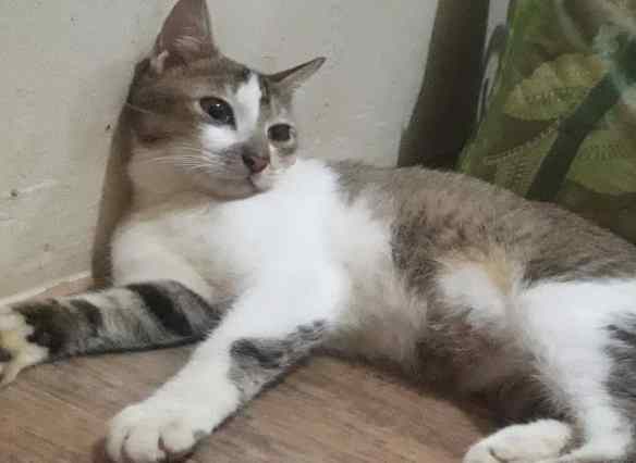 Kucing pong pom poko