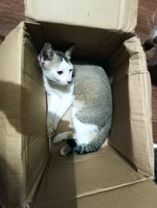 kucing kardus