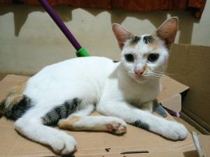 kucing kardus2