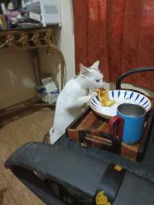 Kucing mencopet