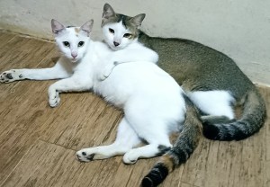 Sabtu Petang dan Pang Manjat Jendela