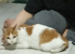 Pak satpam dan kucing