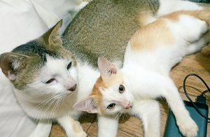 Kucing Clara dan Pang