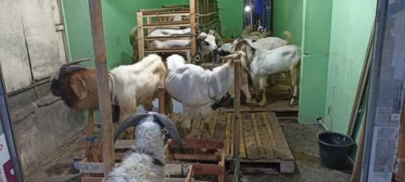 Kambing dan domba